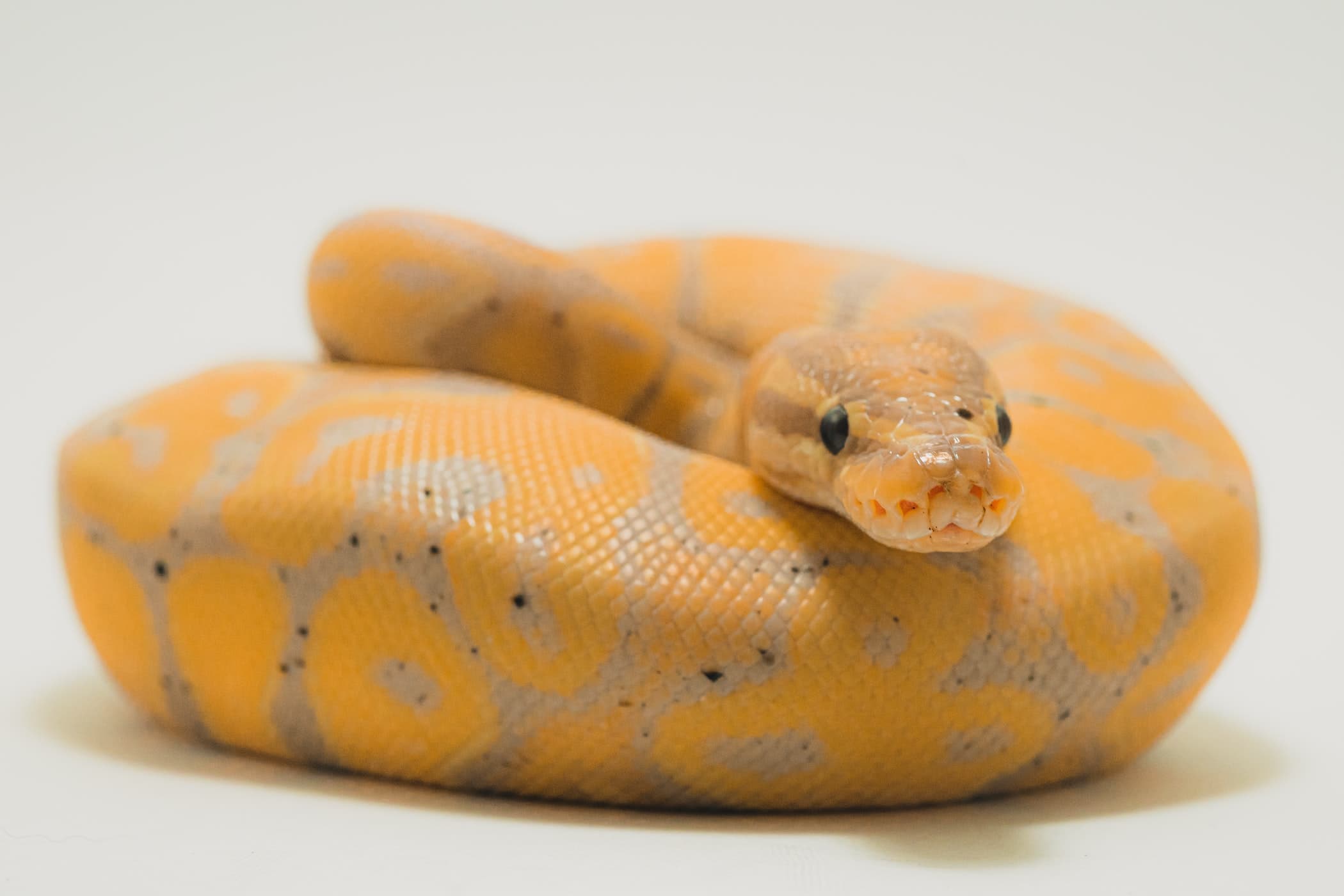 Python